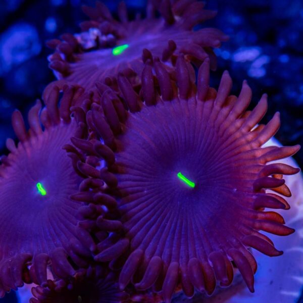 Red People Eater Palythoa (Palythoa sp) is a fascinating, slow growing soft coral. Palythoa strongly resembles a Venus fly trap.