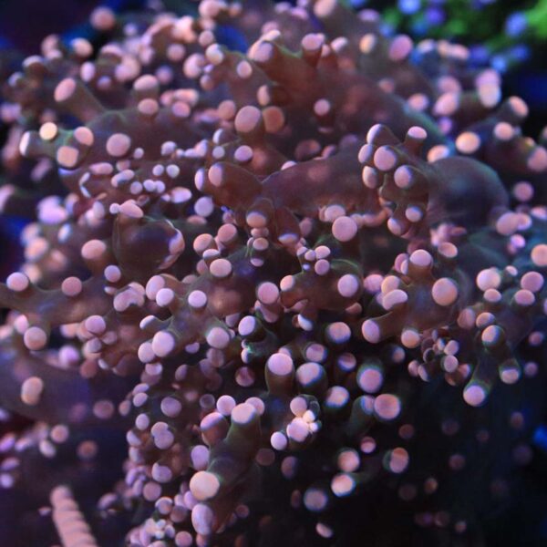 Pink Tip Branching Frogspawn corals are interesting and colourful.
