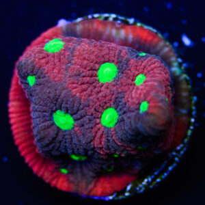 The Red Marbled War Coral,  Favites pentagona is a stunning hard coral with bright red walls, offsetting a glowing green centre