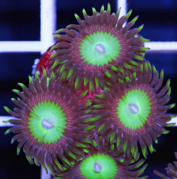Pink Candy Apple Zoanthids are easy to keep and an excellent coral for beginners.