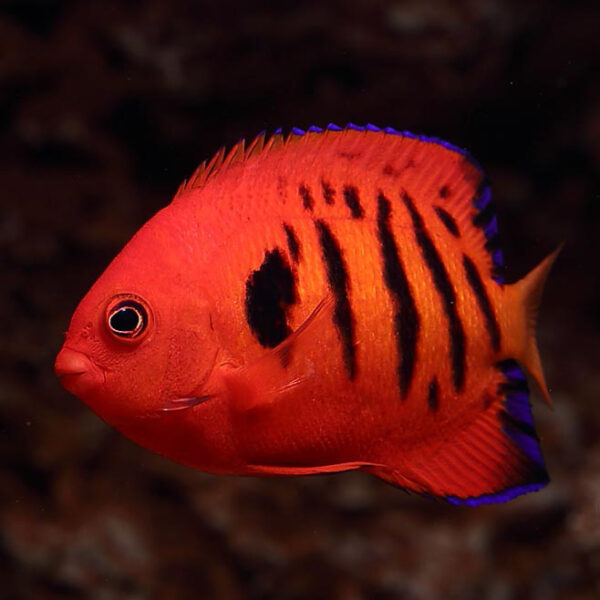 flame angelfish or Centropyge loriculus the most striking and popular dwarf marine angelfish