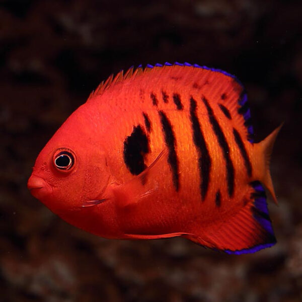 flame angelfish or Centropyge loriculus the most striking and popular dwarf marine angelfish