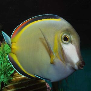 Powder Brown Tangs, Acanthurus japonicus, also go by the name White faced Surgeonfish, Japan Surgeonfish and Goldrim Tang.