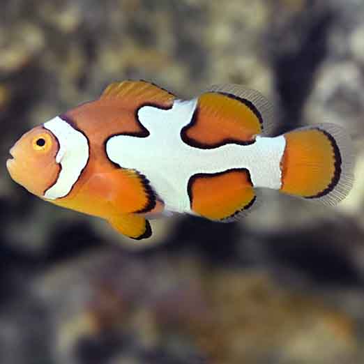 Picasso Clownfish Pair Designer clownfish onlineAbyss Aquatics UK
