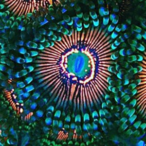 God Of War Zoanthid, or God Of War Zoa, are gorgeous, widely popular soft corals thanks to their brilliant colour.