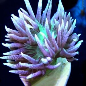 Duncan Coral, Duncanopsammia axifuga have wide, brightly coloured stems and oral discs and are resilient hard corals that are suitable for beginners
