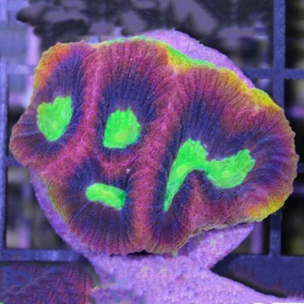 Dragon Soul Favia is a stunning brain coral.