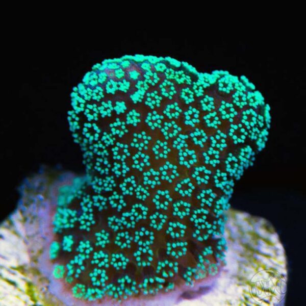 Blue Green Stylophora