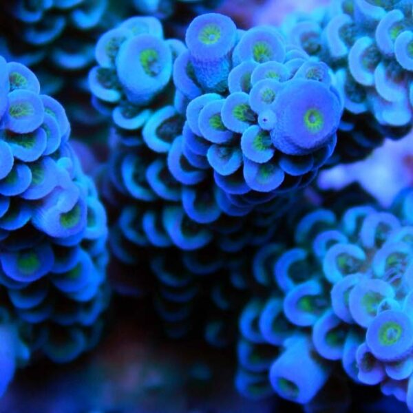 Blue Acropora is a fantastic, bright blue branching coral.