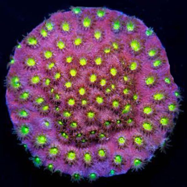 Bling Bling Cyphastrea, are amazing encrusting corals.