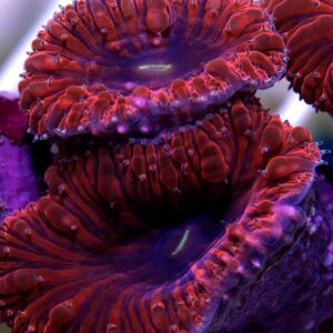 Red Blastomussa is an excellent slow growing hard coral, that strongly resembles a flower