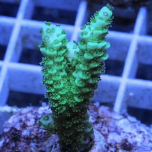 Green Acropora is a fantastic, bright green, branching coral.