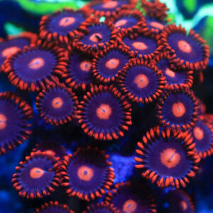 My Clementines Zoanthid, or My Clementines Zoa, are gorgeous, highly sought after soft corals thanks to their brilliant colour.