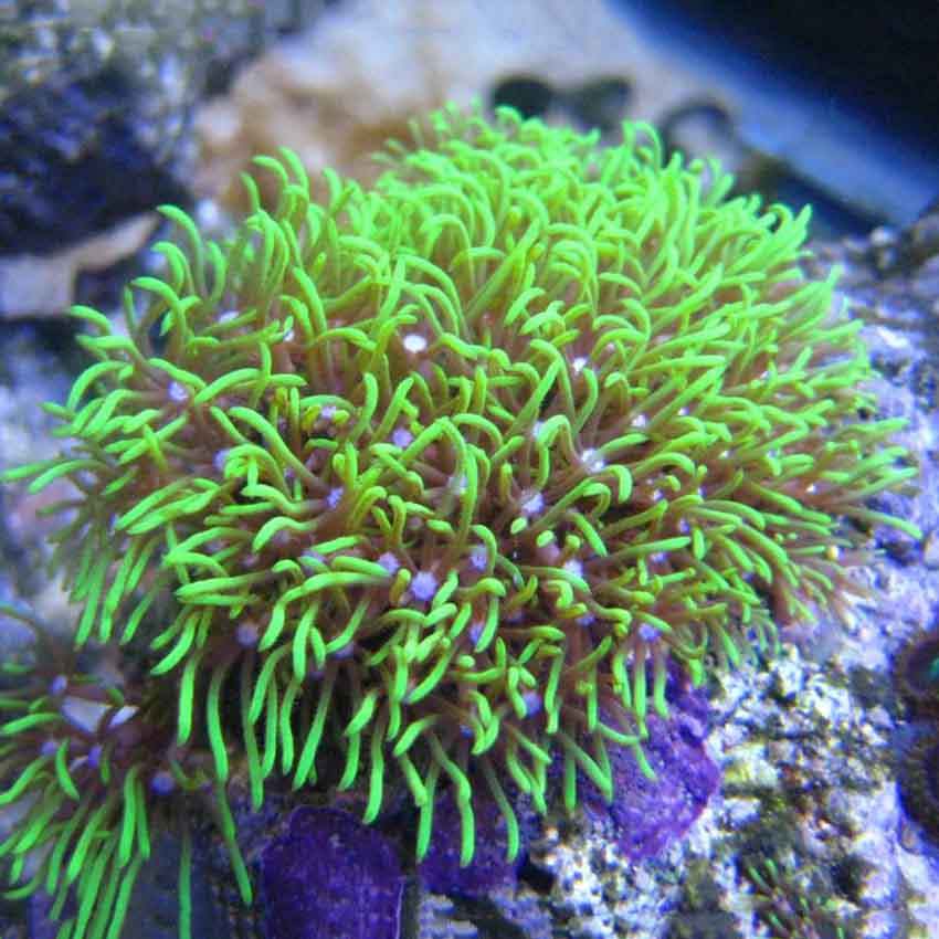 Green Xenia Coral