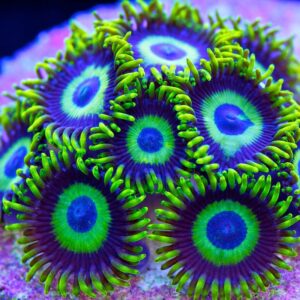 LA Laker Zoanthid, or LA Laker Zoa, are gorgeous, highly sought after soft corals thanks to their brilliant colour.