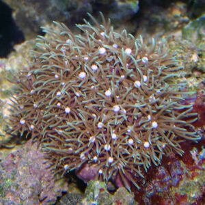 Green Xenia GSP are amazing soft corals