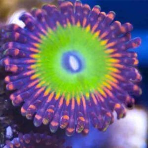 Red Candy Apple Zoanthid, or CARs Zoa, are gorgeous, highly sought after soft corals thanks to their brilliant colour.