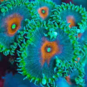 Captain America Palythoa (Palythoa sp) is a fascinating, slow growing soft coral. Palythoa strongly resembles a Venus fly trap.