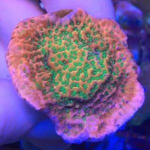 Tropic Thunder Montipora is a beautiful pink and green encrusting coral.