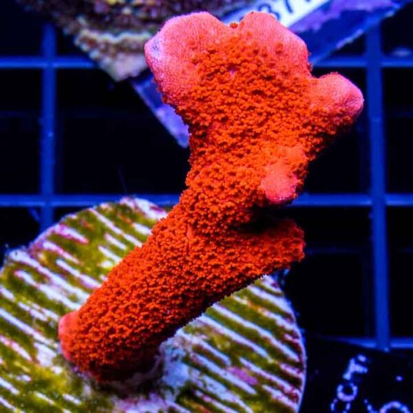 Digitate Montipora are attractive, finger-like branching corals.