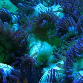 purple tip Elegance, Catalaphyllia jardinei is a beautiful, anemone-like hard coral.