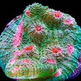 Mummy Eye Chalices are brilliant green corals with amazing bright pink eyes.