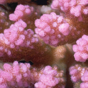 Pink Pocillopora is a branching coral, covered in small green tentacles, each tipped with shining eyes.
