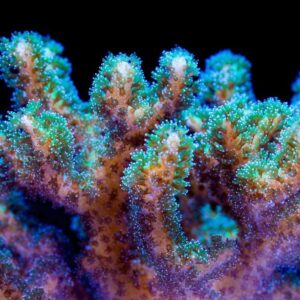 Green Pocillopora is a branching coral, covered in small green tentacles, each tipped with shining eyes.
