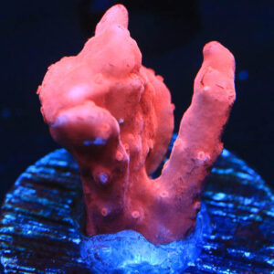 montipora setosa