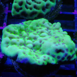 Green Montipora palawanensis are gorgeous green corals with interesting texture.
