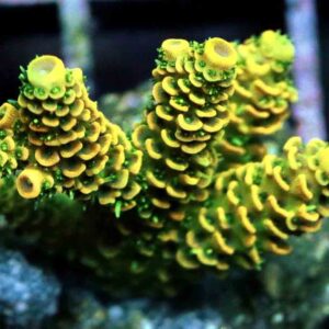 Yellow Millepora is a very colourful branching hard coral.