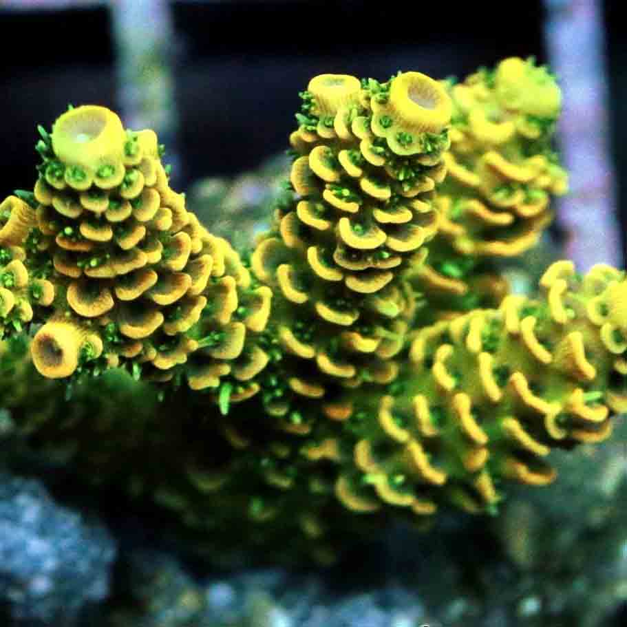 Yellow Millepora F2 Pest free promiseAbyss Aquatics UK