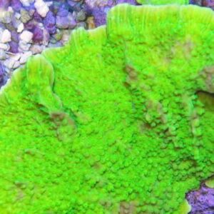 Lime Green Plating Montipora are gorgeous green coral plates.