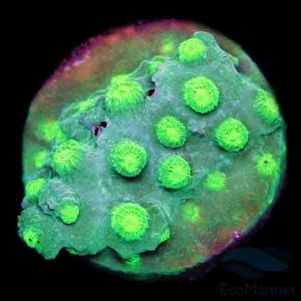Lasertag Cyphastrea is an incredible, alien looking, encrusting coral.