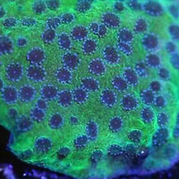 La Lakers Montipora is a beautiful green and purple encrusting coral.