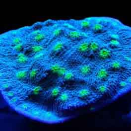 Hollywood Stunner Chalices are beautiful dark corals that offset dazzling green eyes.