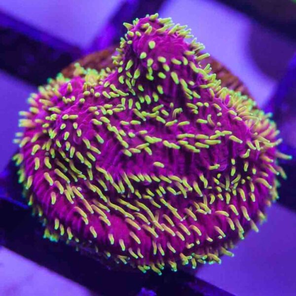 Freak Hair Pavona are remarkably fluorescent, SPS corals.