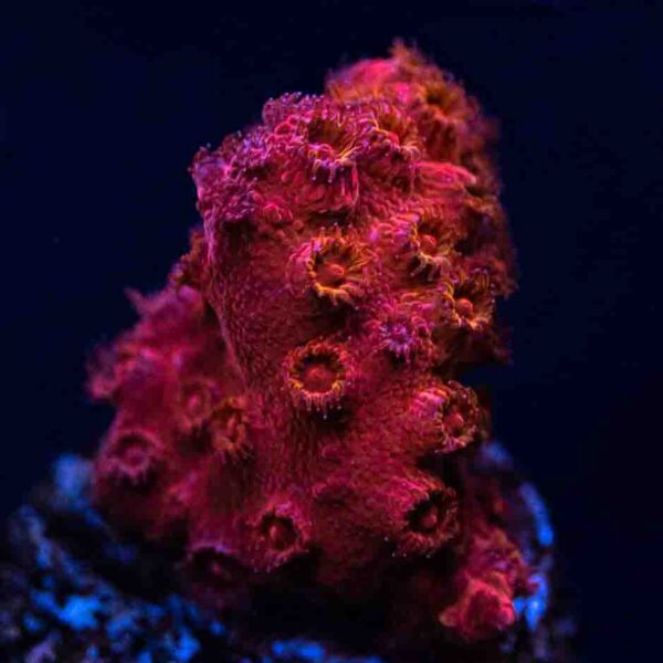 Firestorm Cyphastrea is an example of a beautiful encrusting coral.