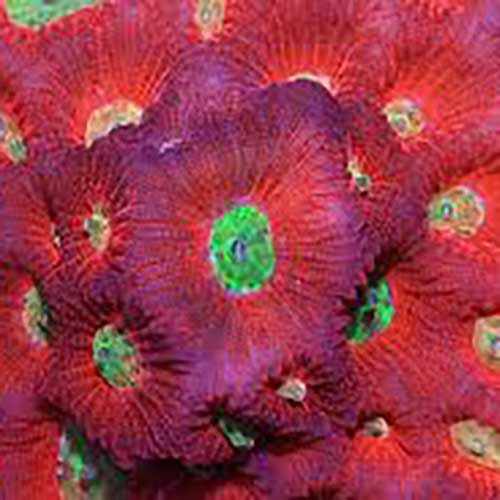 Red Green Eye Favia is a beautiful brain coral.