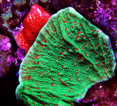 Chilli Peppers Montipora is a beautiful red and green encrusting coral.