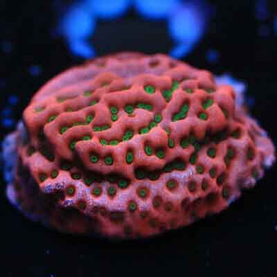Cherry Tree Montipora is a beautiful red/pink and green encrusting coral.