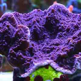 Cadbury Purple montipora