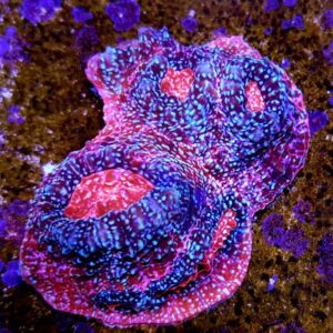 Afterburner Chalice is a spectacular, pink and purple hard coral.