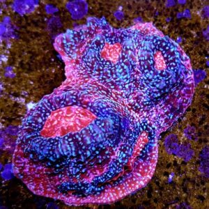 Afterburner Chalice is a spectacular, pink eyed hard coral.