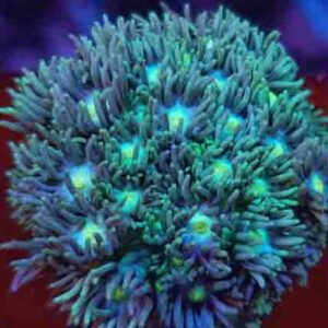 Blue Green Alveopora are stunningly attractive masses of long stem polyps