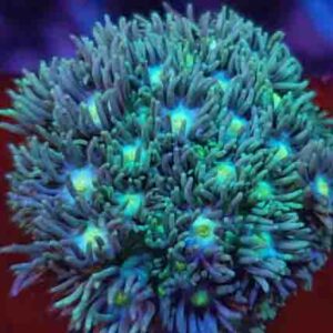 Blue Green Alveopora