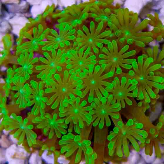 Green Alveopora are stunningly attractive masses of long stem polyps