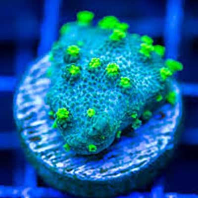 Green Astreopora is an eye-catching encrusting coral.