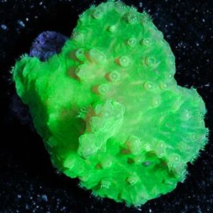 Green Cabbage Leathers are stunningly vibrant Sinularia corals.