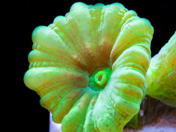green candy cane is an amazing trumpet coral